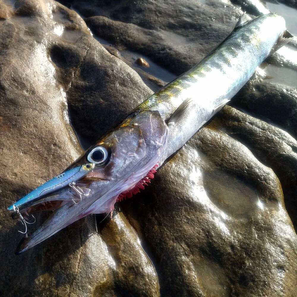 GOBAIT VIB Fishing Lure 20g 25 - مراجعة Fishing Lure Blade Bait وسعره